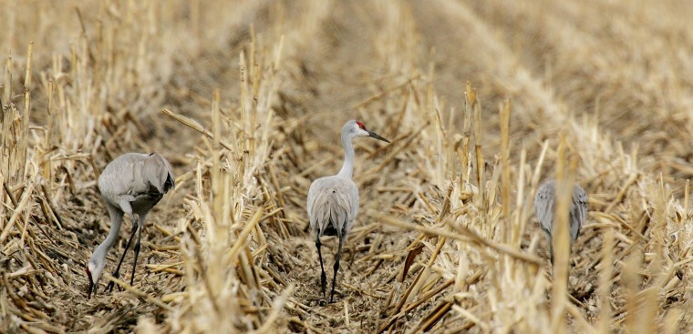 Spring bird migration in full swing